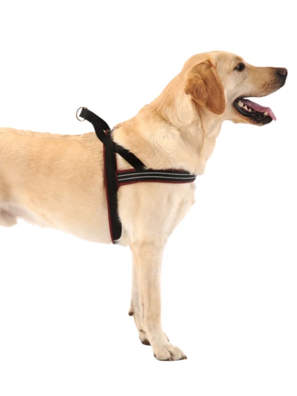 Comfort Flex Sport Dog Harness in Black Medium